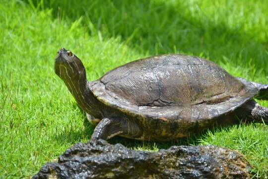 Image of Trachemys stejnegeri vicina (Barbour & Carr 1940)