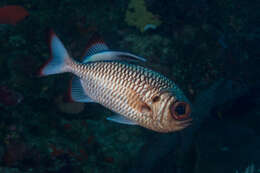 Image of Blackfin Soldierfish