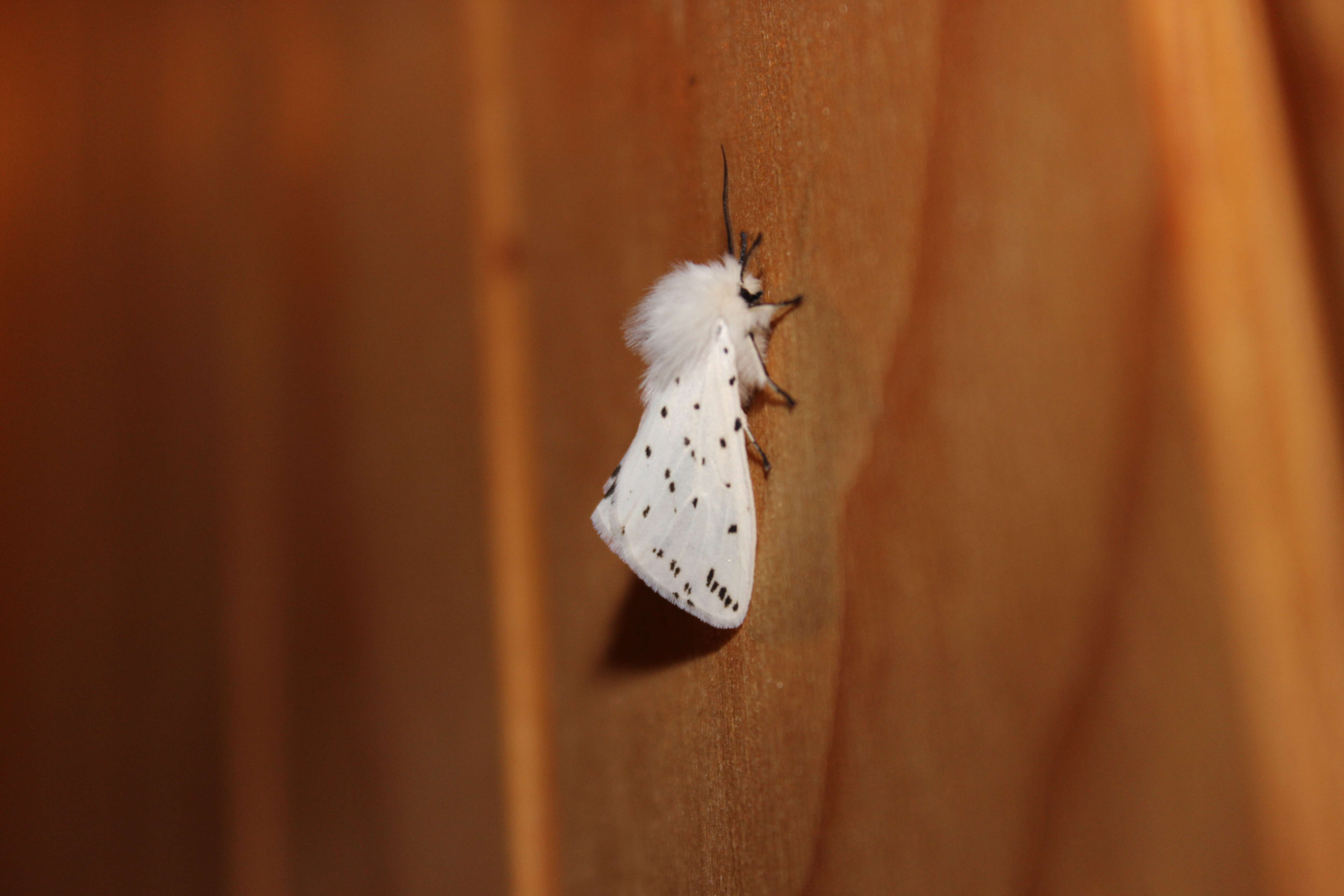 Image of white ermine