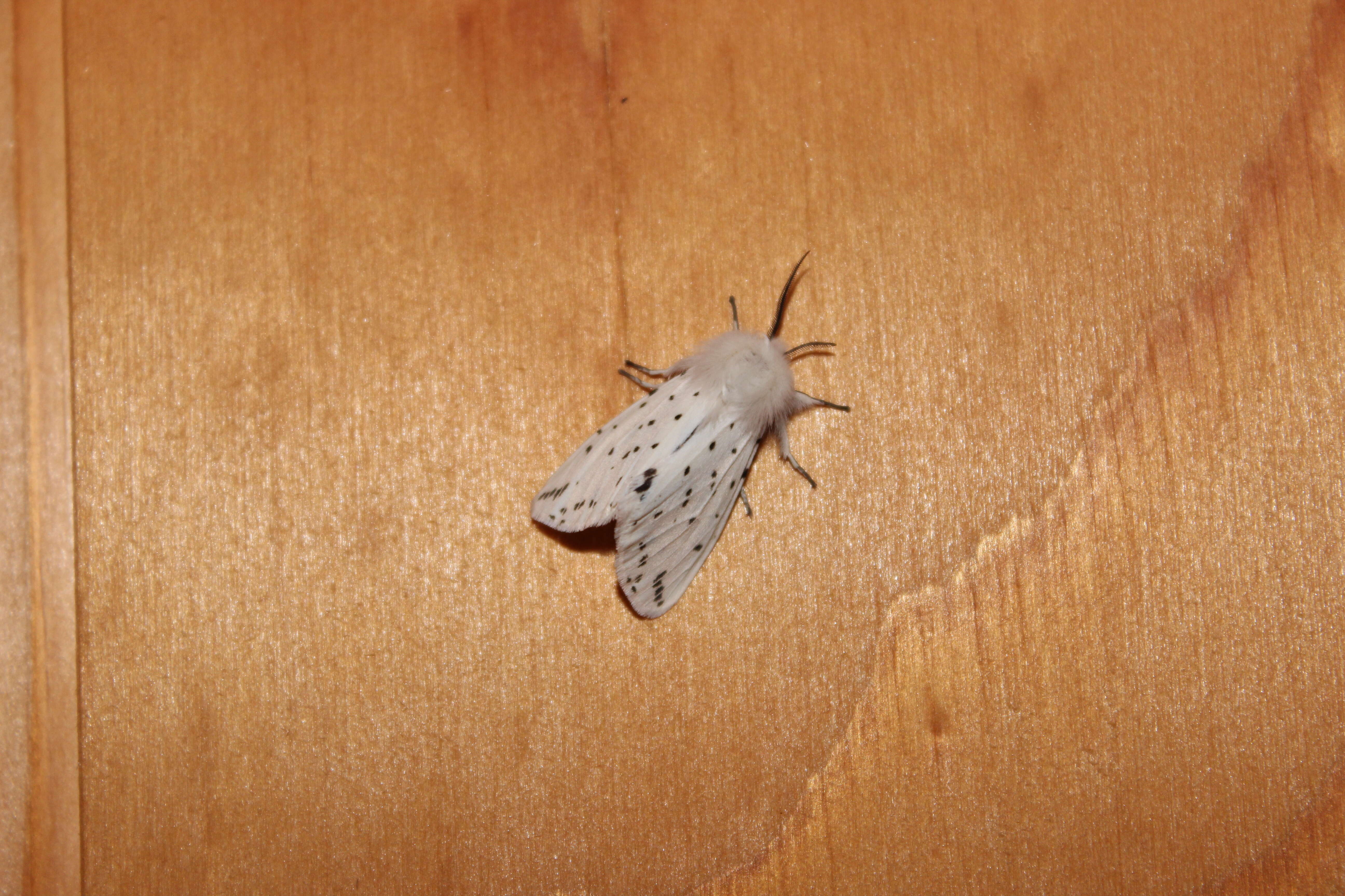 Image of white ermine