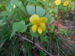 Viola uniflora L. resmi