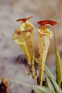 Image of Madagascar pitcher plant