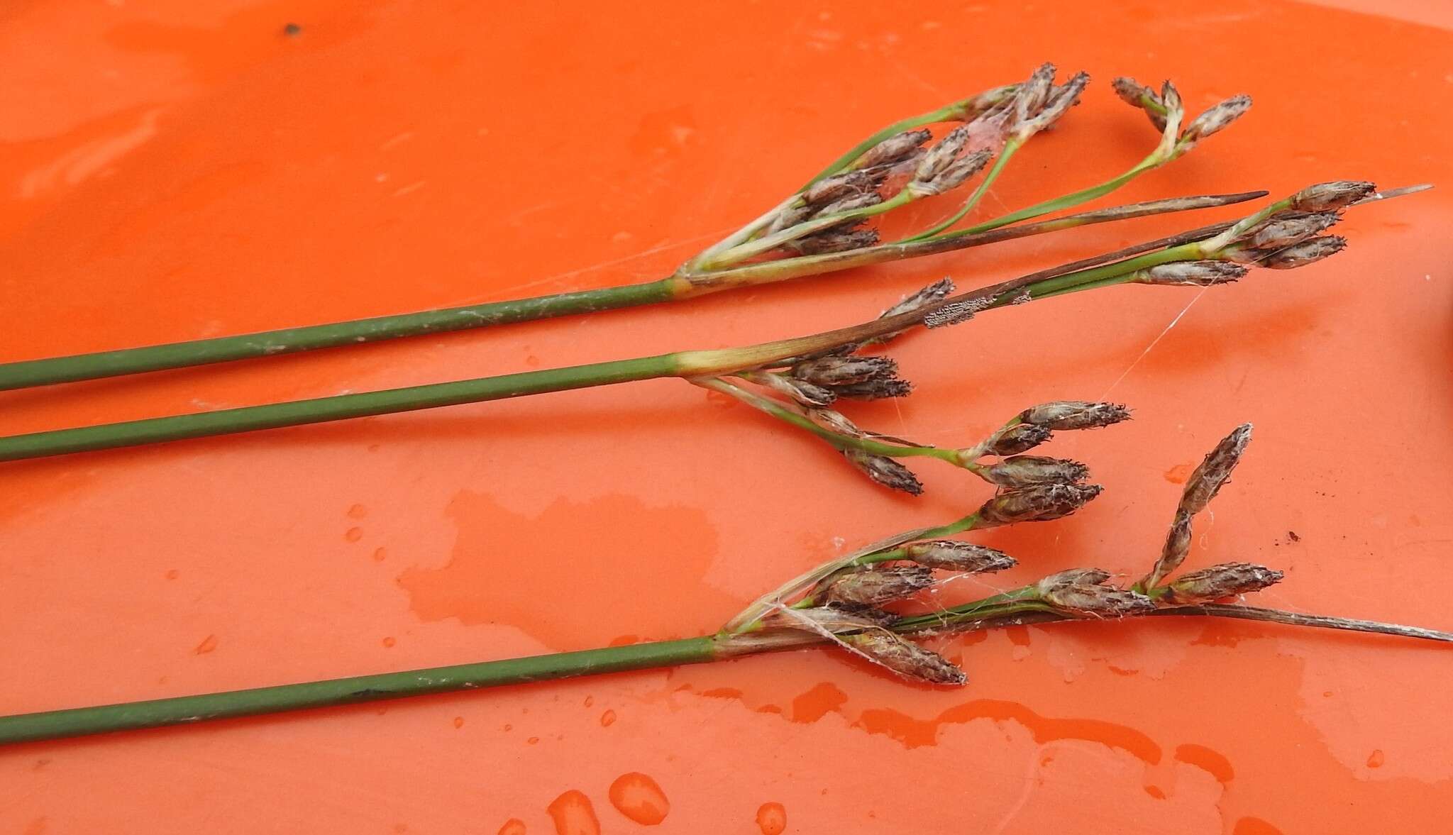 Image of slender bulrush