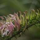 Слика од Trematolobelia macrostachys (Hook. & Arn.) Zahlbr. ex Rock