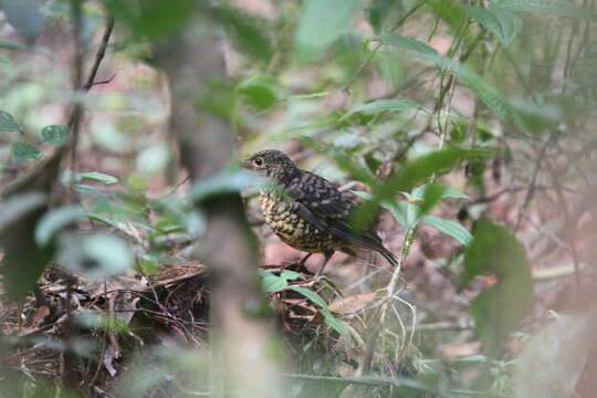 Image of Sri Lanka Scaly Thrush