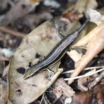 Image of Kopstein's Emo Skink