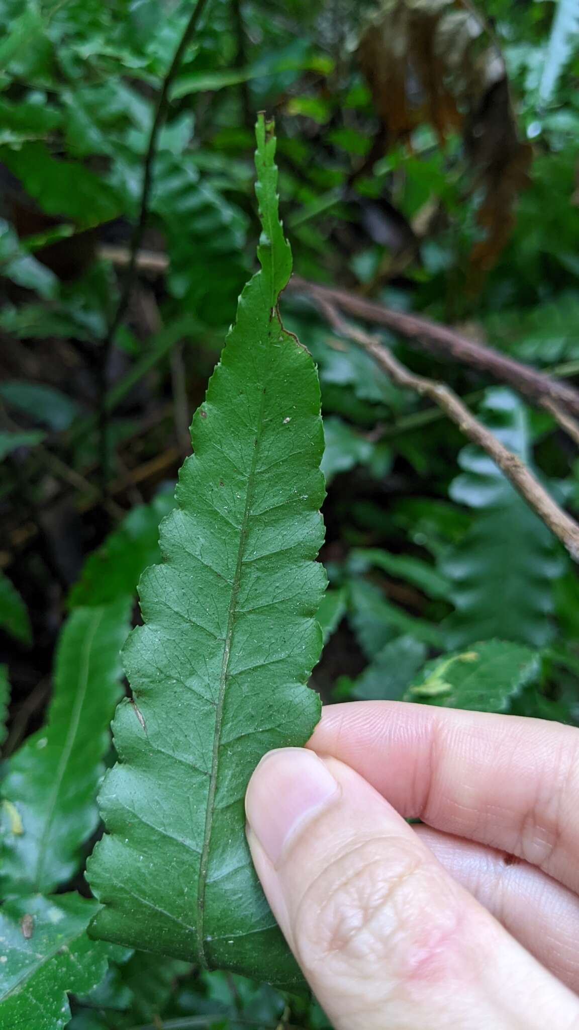 Plancia ëd Bolbitis subcordata (Copel.) Ching