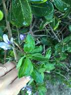 Image of Solanum guineense