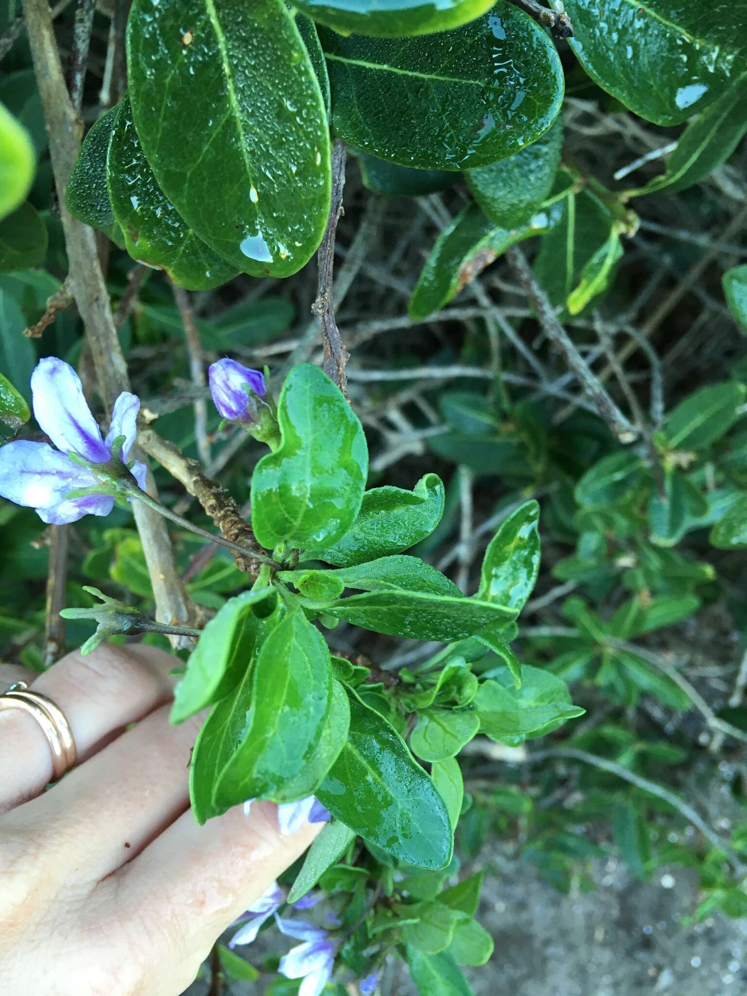 Imagem de Solanum guineense