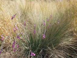 صورة Dierama mossii (N. E. Br.) Hilliard