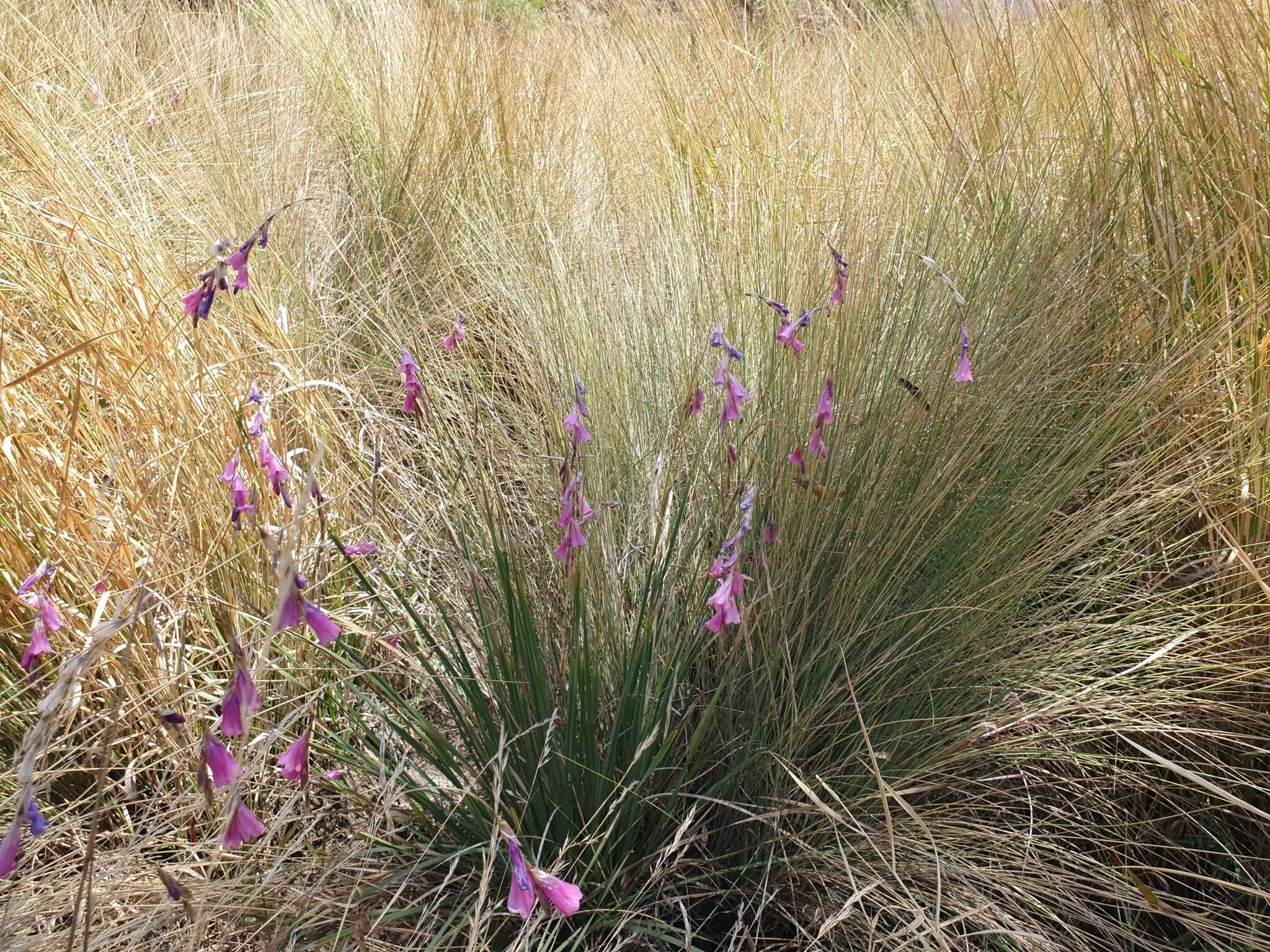 صورة Dierama mossii (N. E. Br.) Hilliard