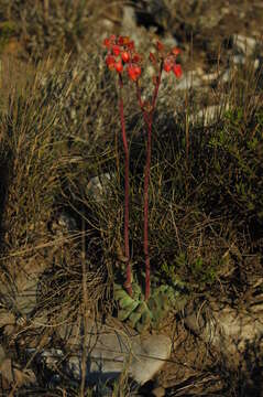 Image of Echeveria amoena L. de Smet ex E. Morr.