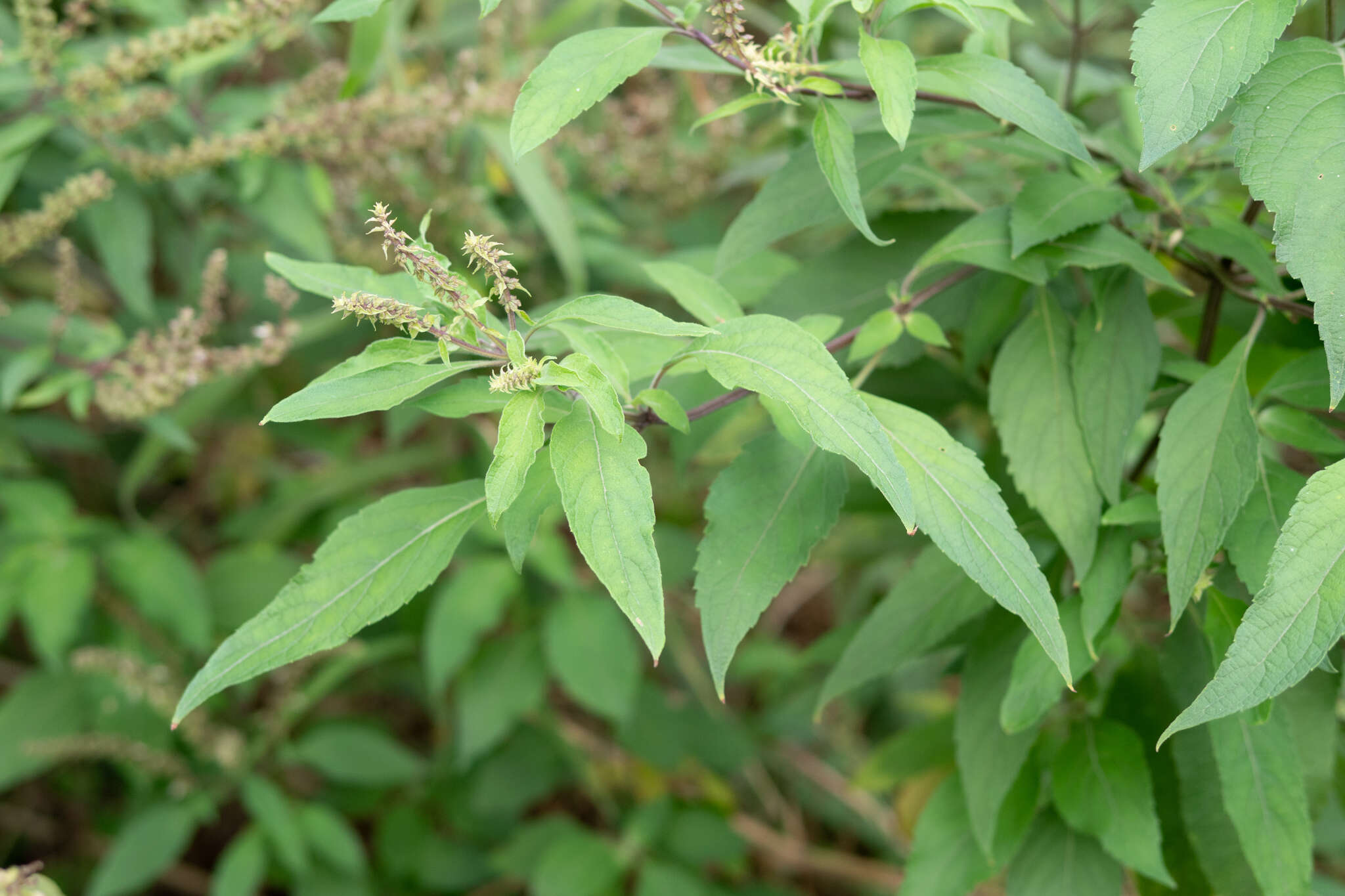 Image of African basil