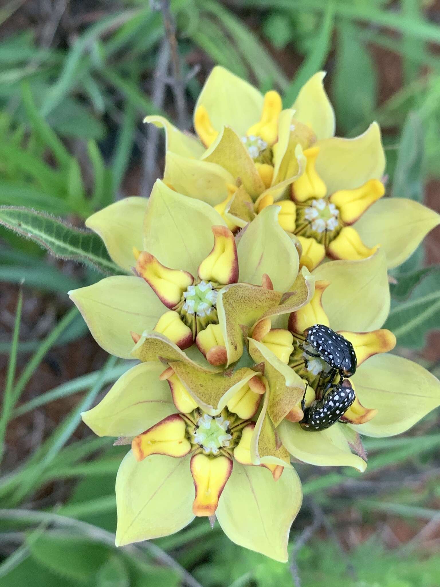 Image of Pachycarpus concolor subsp. transvaalensis (Schltr.) Goyder