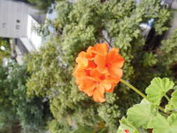 Imagem de Pelargonium hortorum Bailey