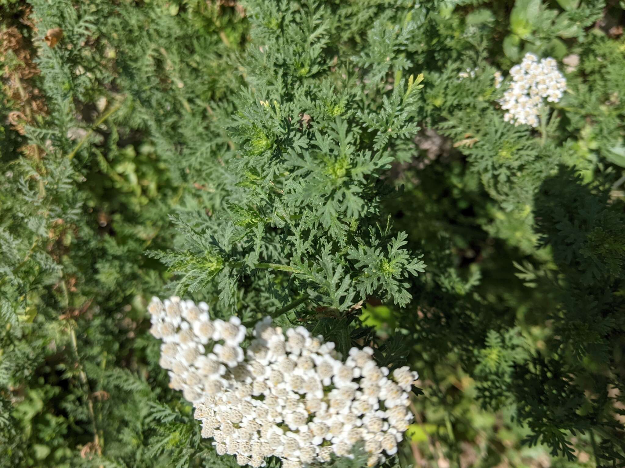 صورة Achillea ligustica All.