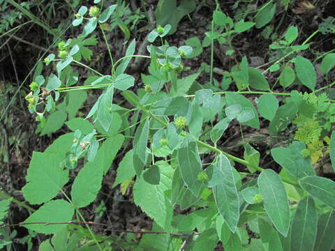 Image of Euphorbia squamosa Willd.