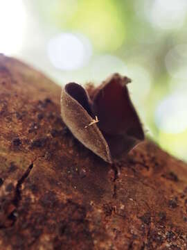 Image of Auricularia nigricans (Sw.) Birkebak, Looney & Sánchez-García 2013