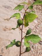 Image of Ficus heterophylla L. fil.