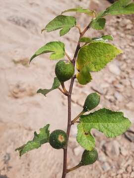 Image of Ficus heterophylla L. fil.