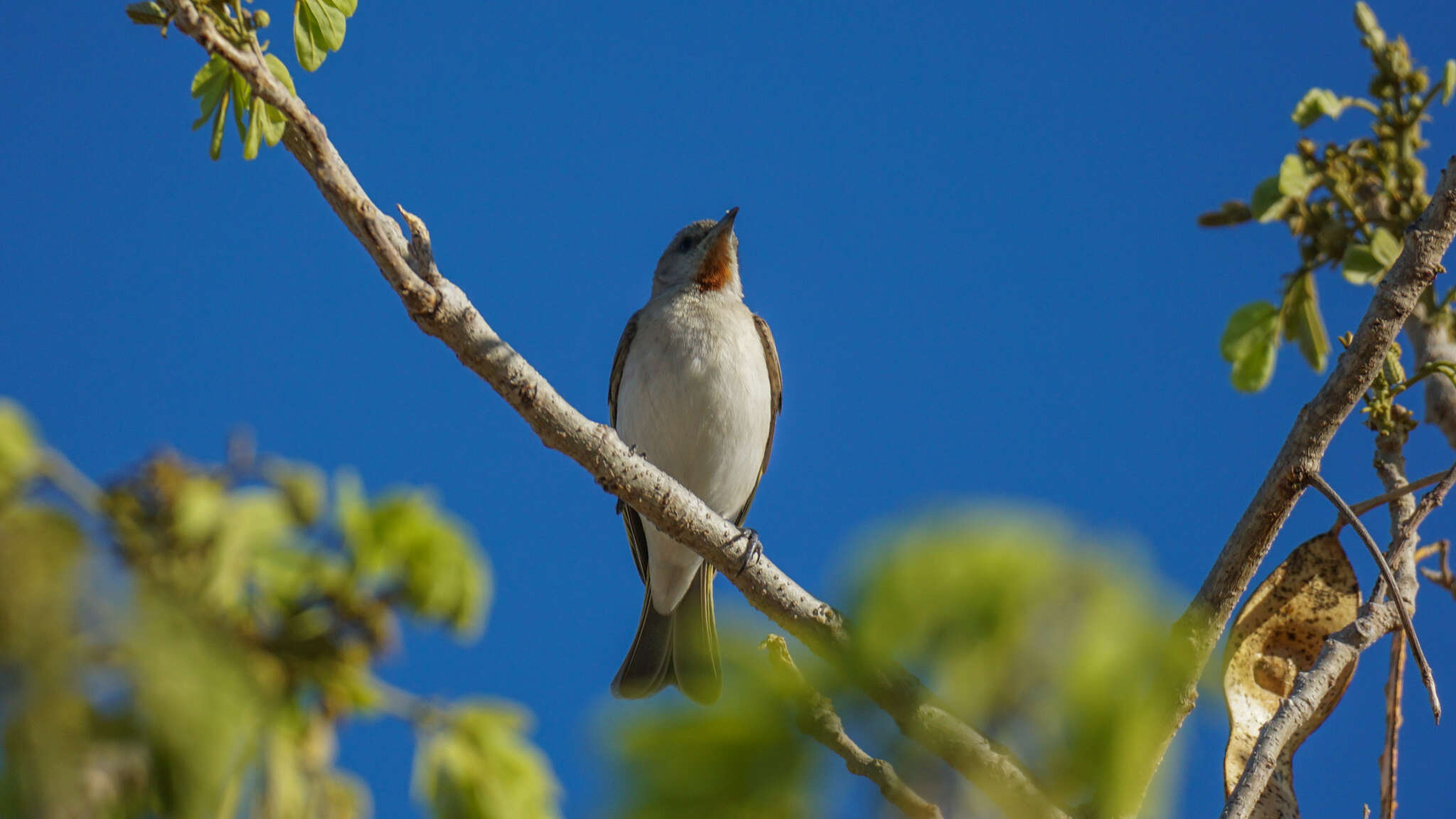 Imagem de Conopophila rufogularis (Gould 1843)