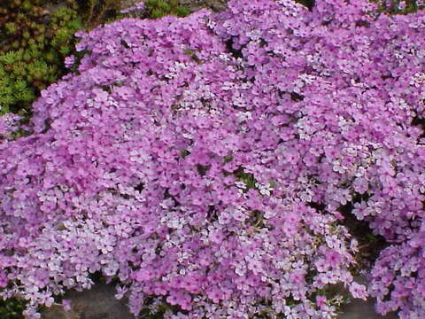 Image of Phlox caespitosa subsp. caespitosa