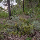 Image of Acacia hemignosta F. Muell.