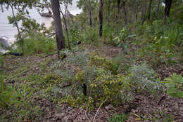 Image of Acacia hemignosta F. Muell.