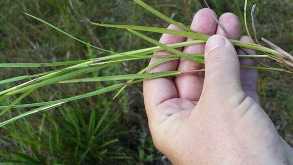 Image of Florida False Beard Grass