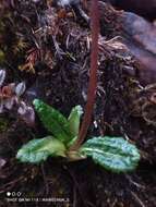 Primula tsariensis W. W. Sm. resmi