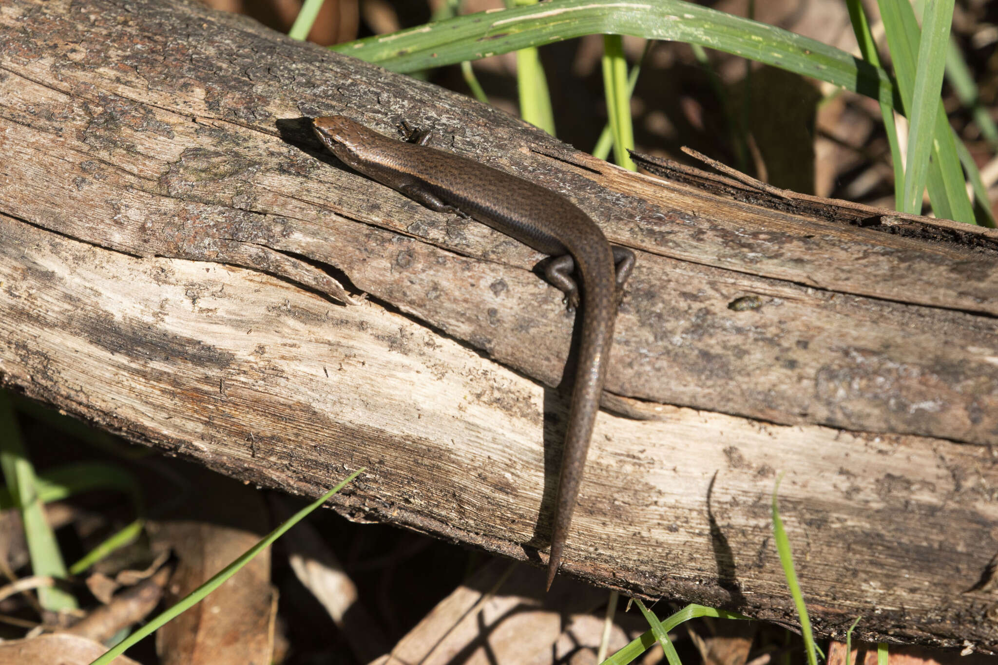 Image of Southern Forest Cool-skink