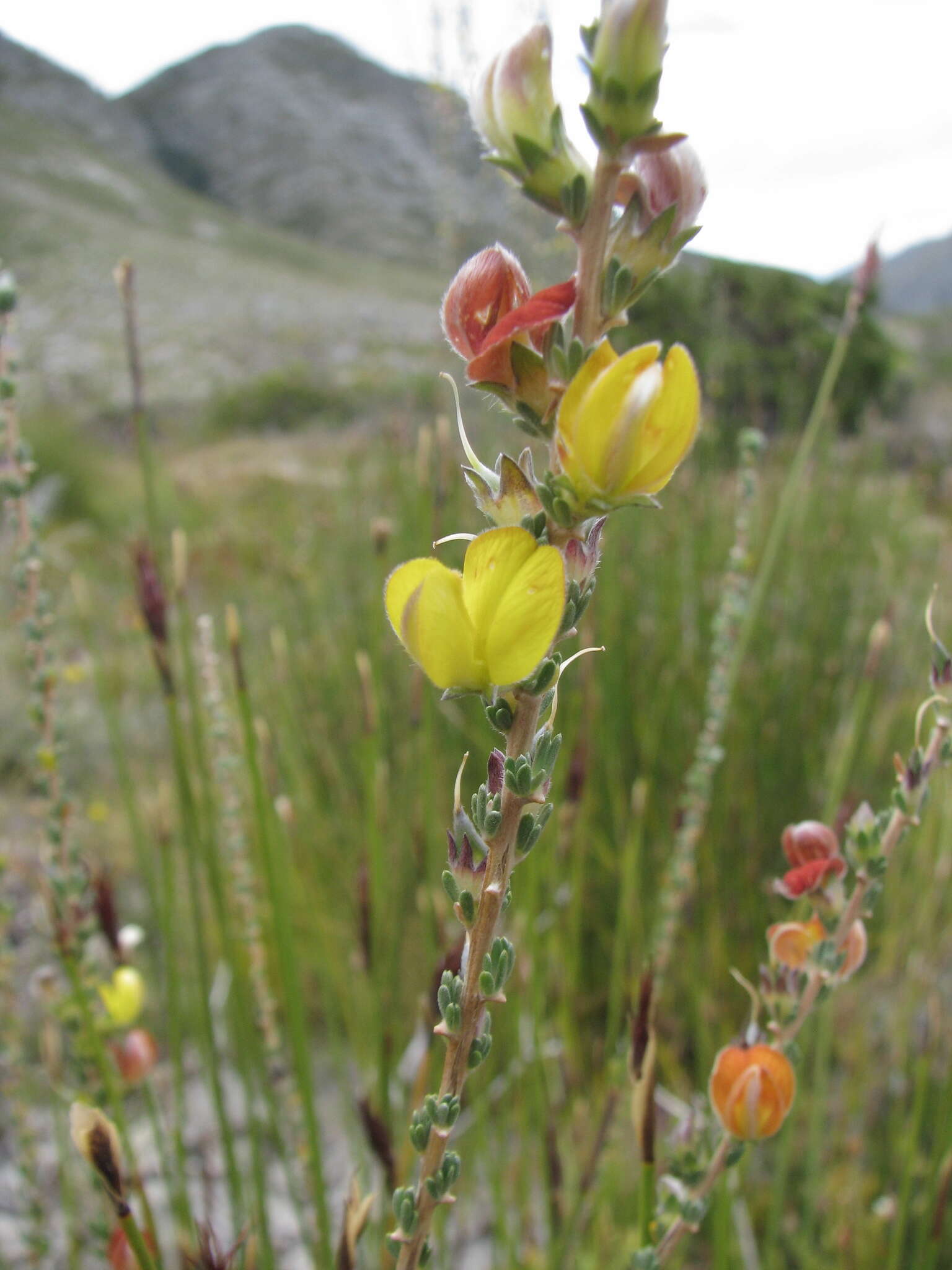 Imagem de Aspalathus oblongifolia R. Dahlgren