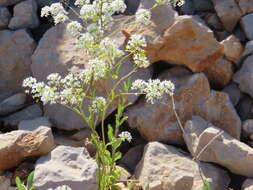 Imagem de Peltaria angustifolia DC.