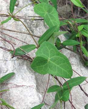 Image of Solena amplexicaulis (Lam.) Gandhi ex Saldanha & Nicolson