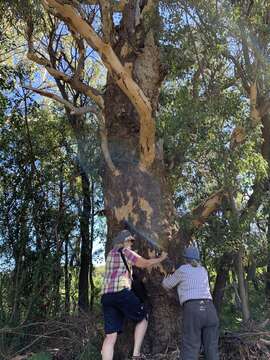 Image of Eucalyptus prava L. A. S. Johnson & K. D. Hill