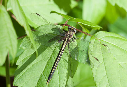 Image of Phanogomphus oklahomensis (Pritchard 1935)