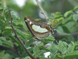 Image of Polyura agrarius Swinhoe 1886