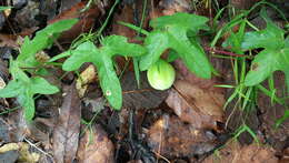 Слика од Passiflora exsudans Zucc.