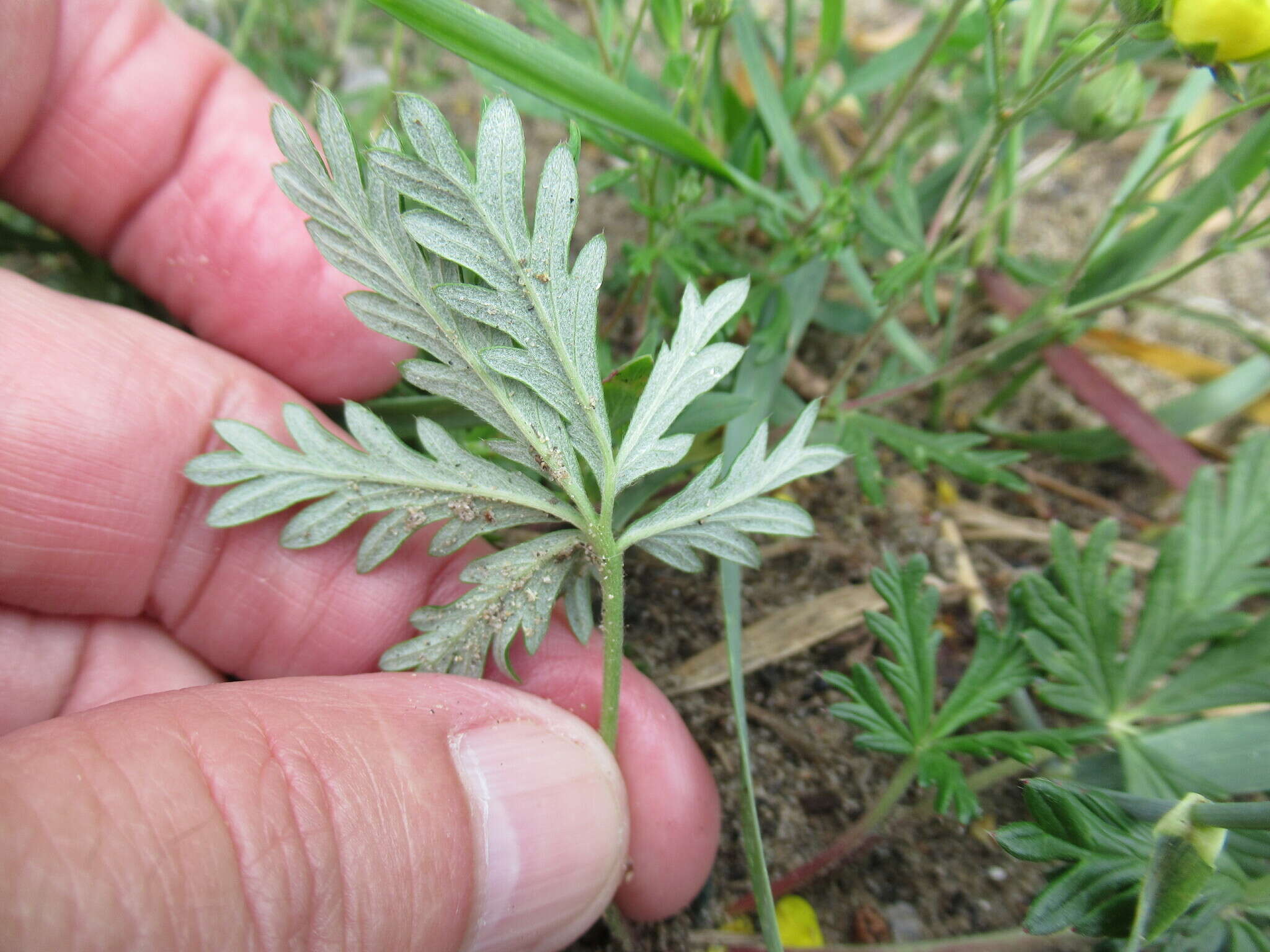 Image of Potentilla angarensis Popov