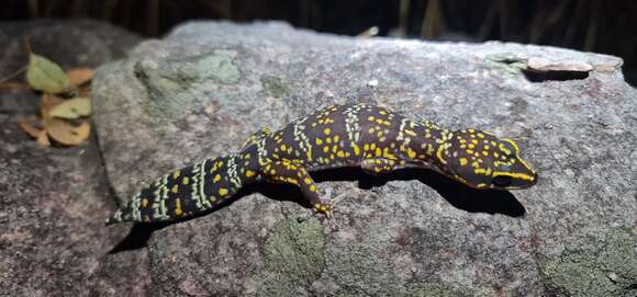 Image of Marbled Velvet Gecko