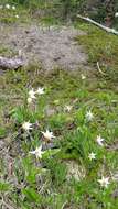 Imagem de Erythronium montanum S. Watson