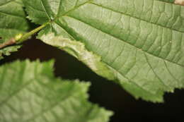 Image of Hazel Slender