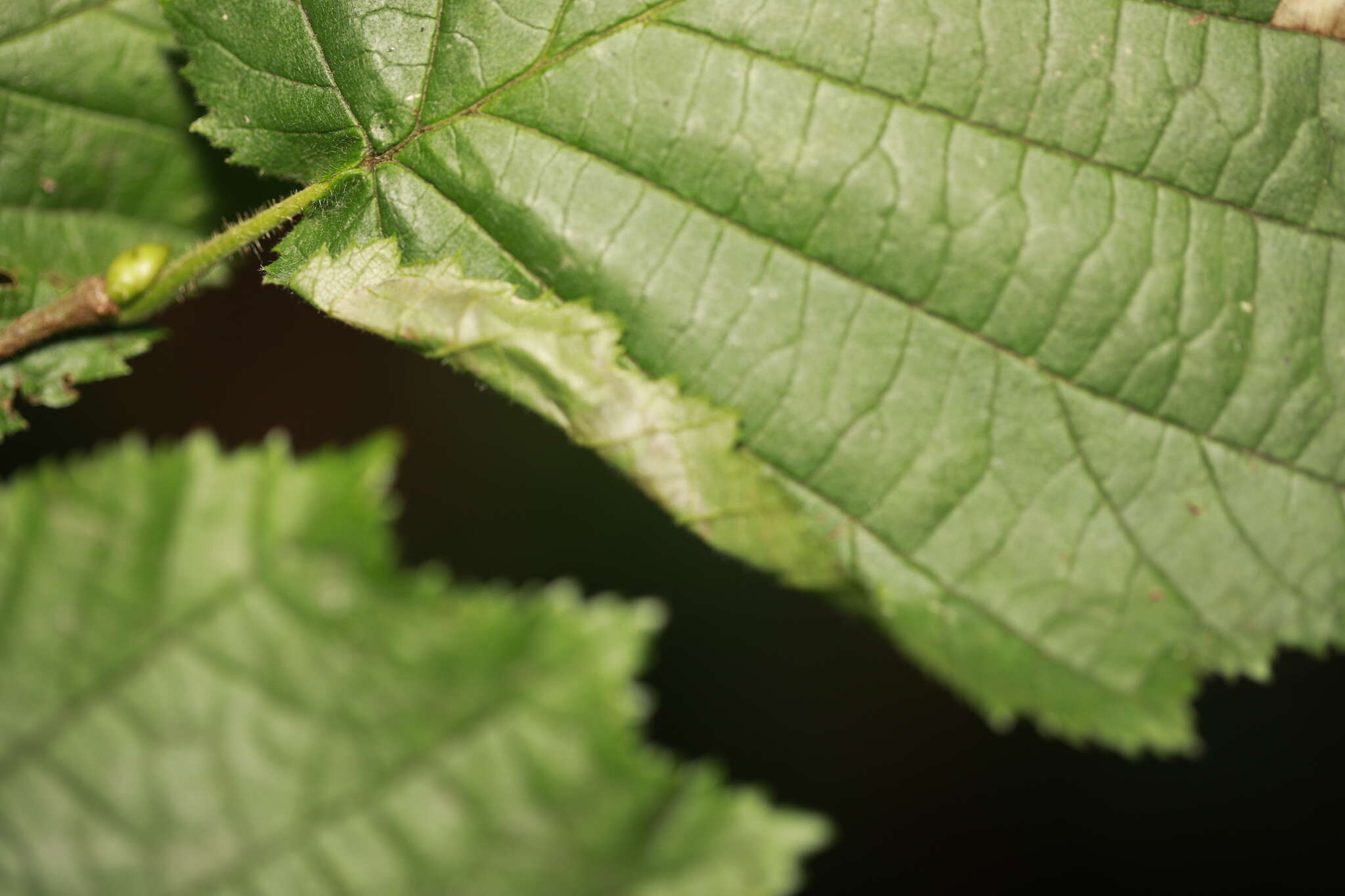 Image of Hazel Slender