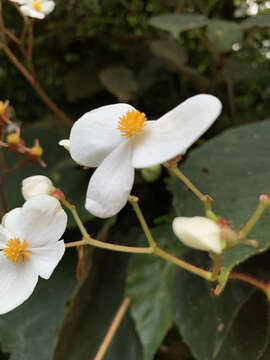 Image of Begonia scharffii Hook. fil.