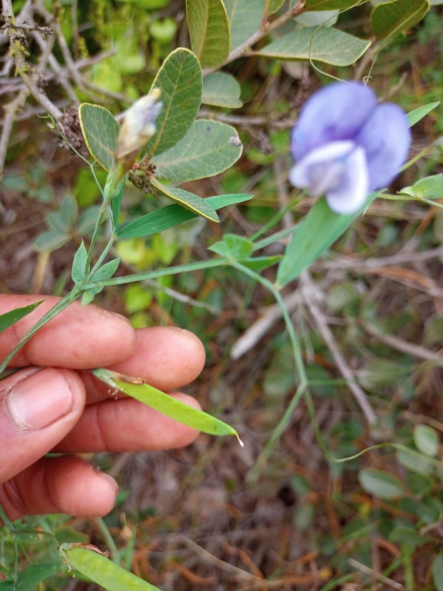 Sivun Lathyrus berteroanus Savi kuva