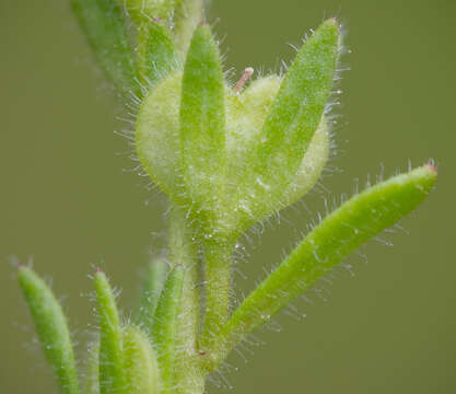 Image of spring speedwell