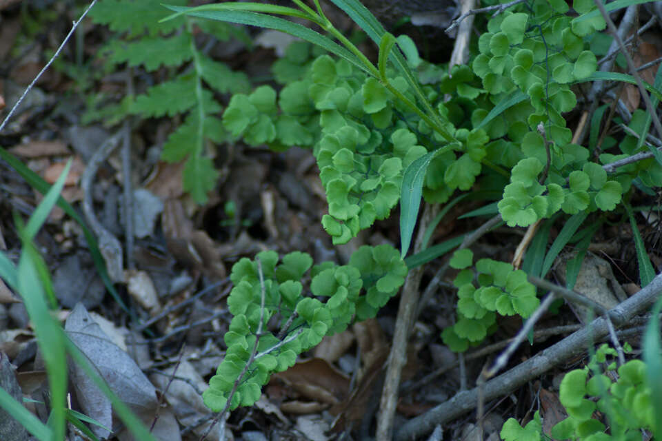 Adiantum jordanii Müll. Hal.的圖片