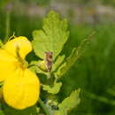 Image of Hemp Borer