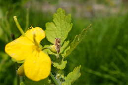 Image of Eurasian Hemp Moth