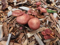 Image of Gymnopilus dilepis (Berk. & Broome) Singer 1951